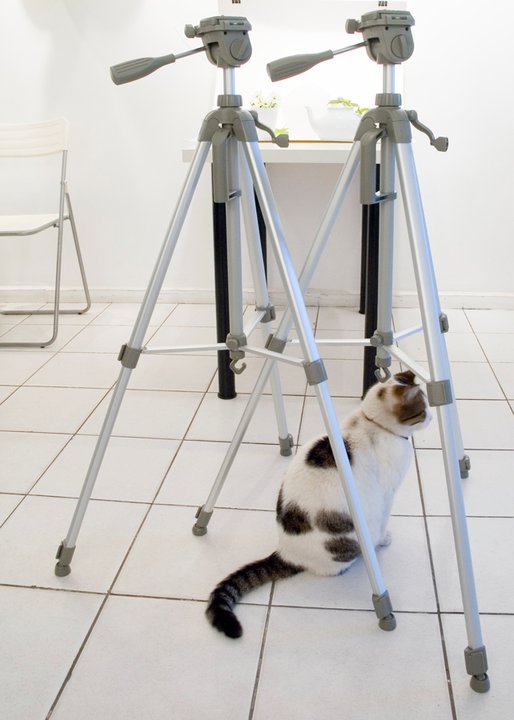 beyaz zeminli bir mekanda iki tripod ve tripod ayakları arasında oturan tekir kuyruklu beyaz bir kedi