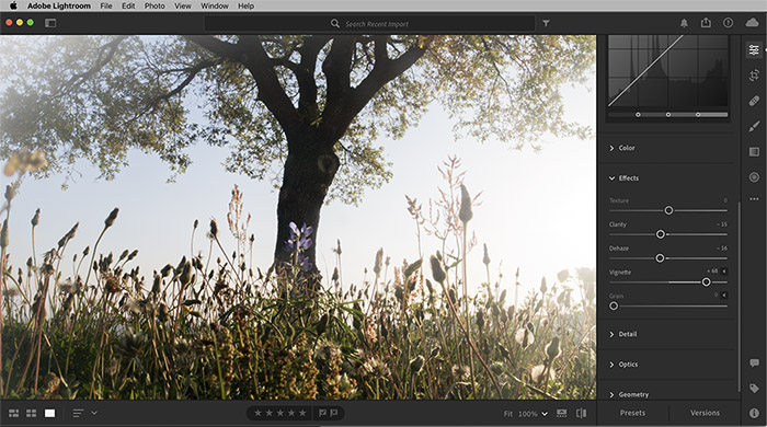 Lightroom programının arayüzü ve bir ağaç fotoğrafı: sayısal görüntü işleme