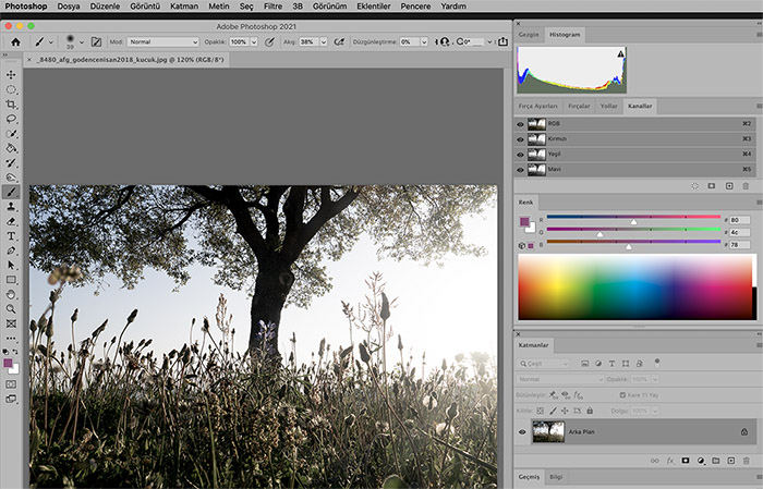 Photoshop programının arayüzü ve bir ağaç fotoğrafı: sayısal görüntü işleme