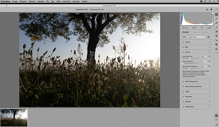 Camera Raw arayüzü ve bir ağaç fotoğrafı: sayısal görüntü işleme